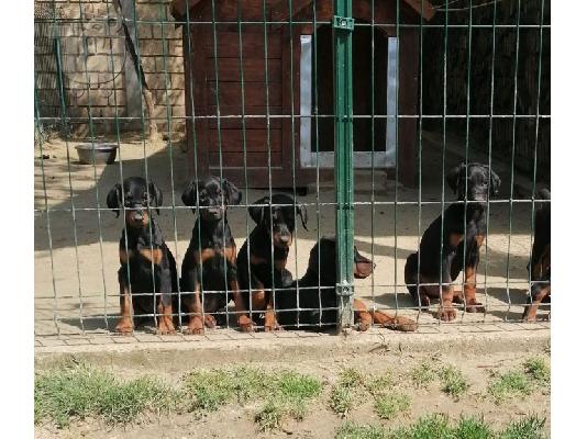 Ντόμπερμαν κουτάβια προς πώληση